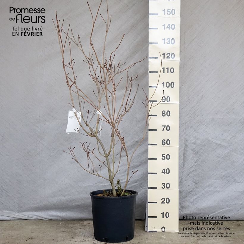 Cornus kousa Heart Throb - Flowering Dogwood 18L/20L pot sample as delivered in winter