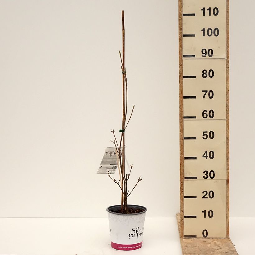 Cornus kousa var. chinensis Mandarin Jewel® - Kousa Dogwood 4L/5L pot sample as delivered in winter