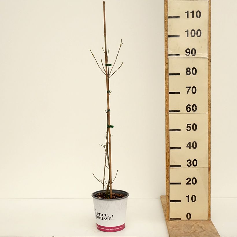 Cornus kousa var. chinensis Mandarin Jewel® - Kousa Dogwood 4L/5L pot sample as delivered in spring