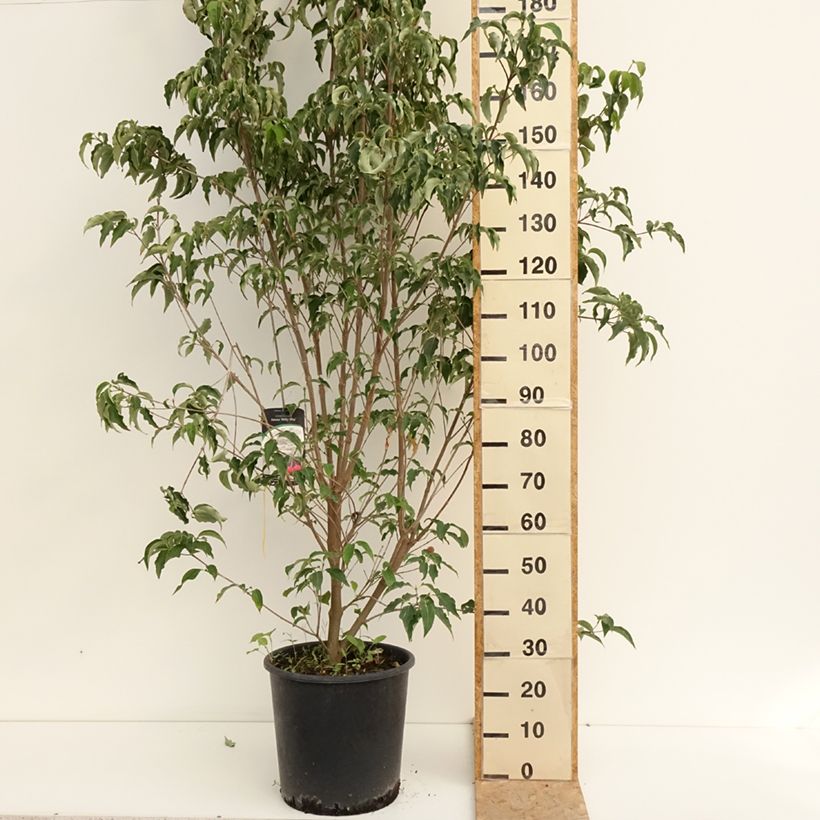Cornus kousa Milky Way - Flowering Dogwood 18L/20L pot sample as delivered in summer