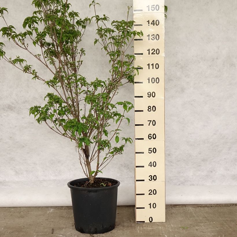 Cornus kousa Roberts Select - Flowering Dogwood 20L/25L pot sample as delivered in spring