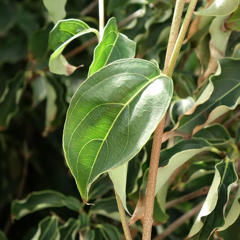 Cornus kousa Roberts Select - Flowering Dogwood (Foliage)