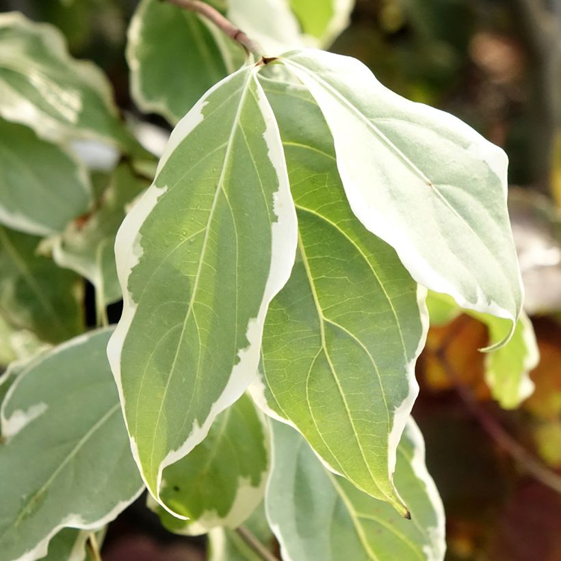 Cornus kousa Samaritan - Flowering Dogwood (Foliage)