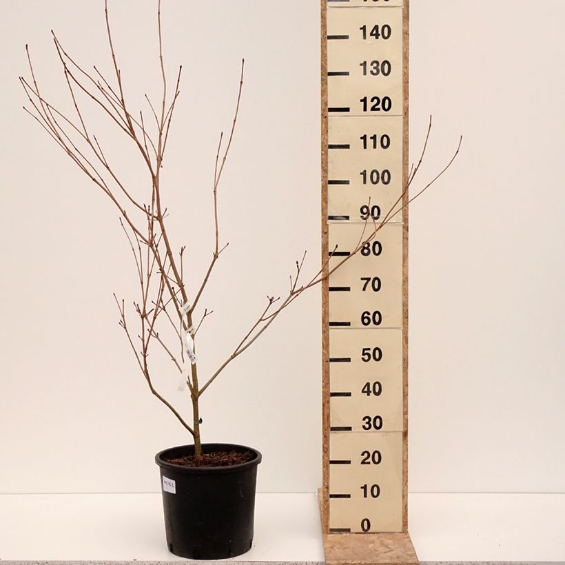 Cornus kousa Satomi - Flowering Dogwood 6L/7L pot sample as delivered in winter