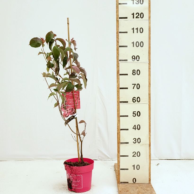 Cornus kousa Scarlet Fire - Cornouiller du Japon Pot de 7,5L/10L sample as delivered in autumn