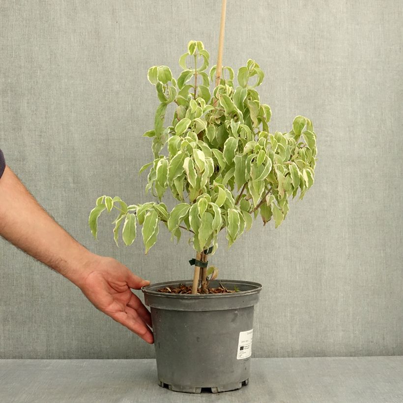 Cornus kousa Shira-yuki - Flowering Dogwood 4L/5L pot sample as delivered in summer