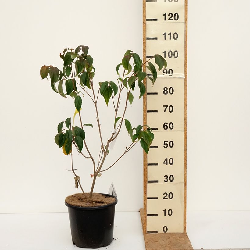 Cornus kousa Teutonia - Flowering Dogwood 7.5L/10L pot sample as delivered in autumn