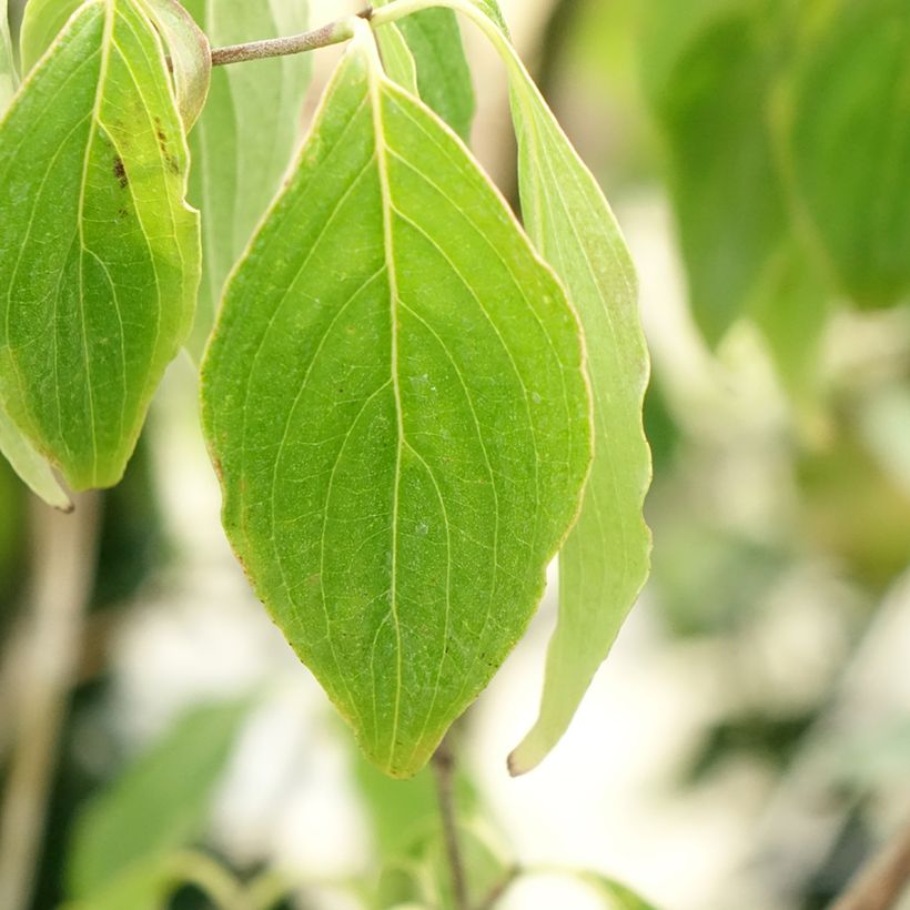 Cornus kousa subsp. chinensis Great Star - Flowering Dogwood (Foliage)