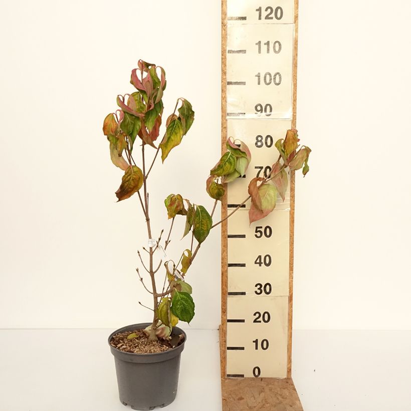 Cornus Venus - Flowering Dogwood 7.5L/10L pot sample as delivered in autumn