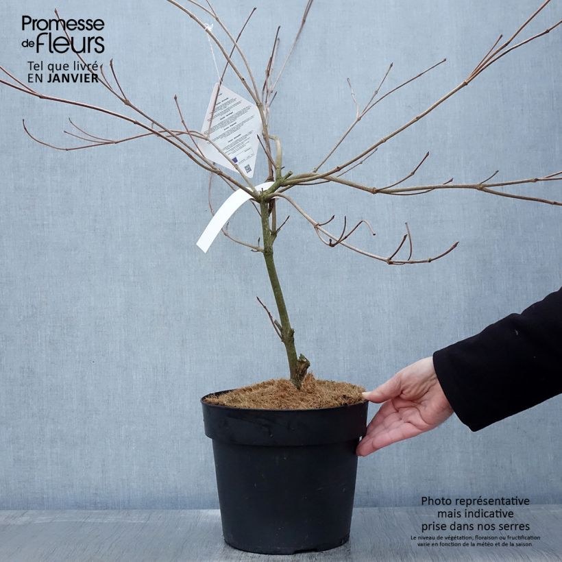 Cornus kousa Weavers Weeping - Flowering Dogwood 6L/7L pot sample as delivered in winter