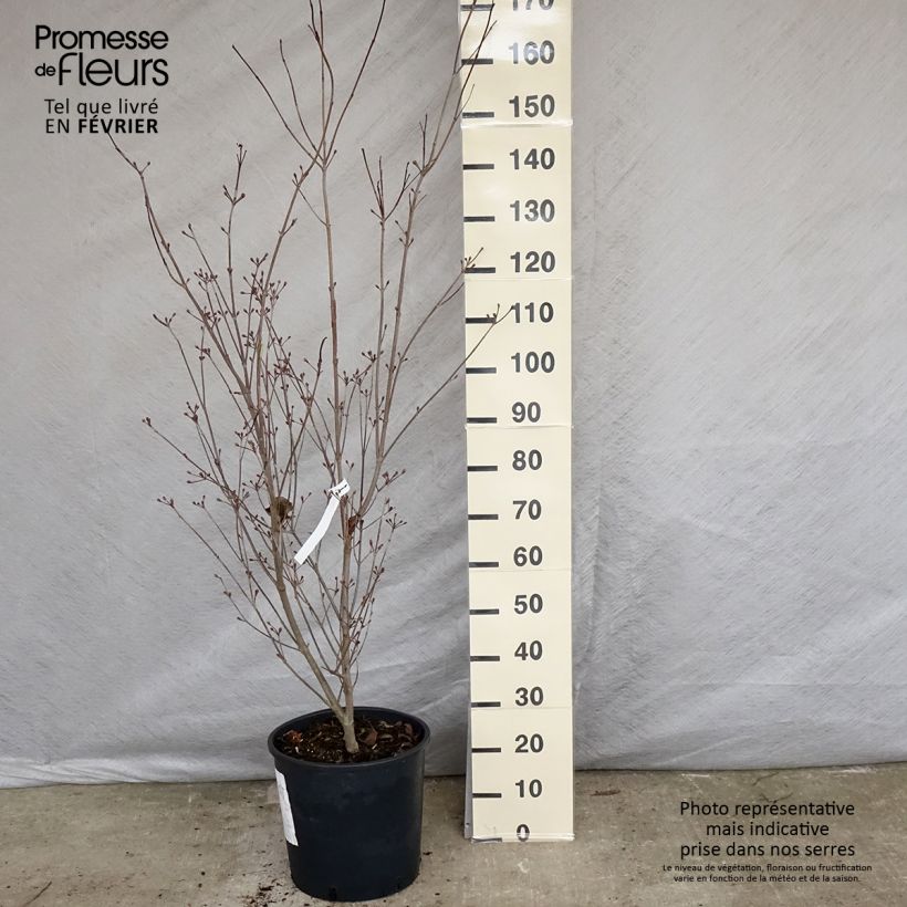 Cornus kousa Wietings Select - Flowering Dogwood 18L/20L pot sample as delivered in winter
