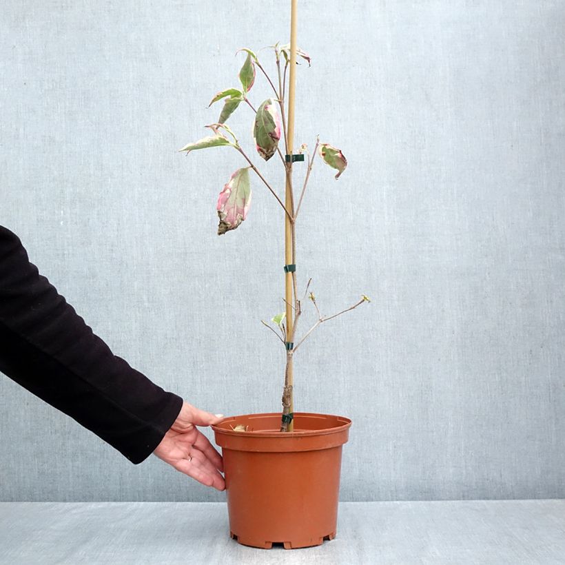 Cornus kousa Wolf Eyes - Flowering Dogwood 4L/5L pot sample as delivered in autumn