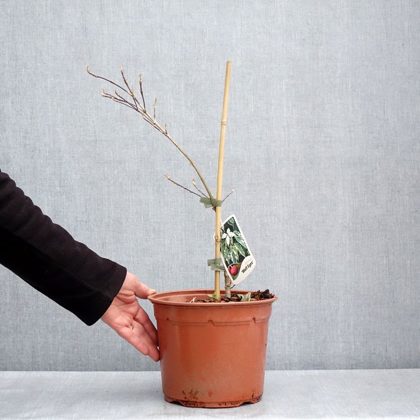 Cornus kousa Wolf Eyes - Flowering Dogwood 4L/5L pot sample as delivered in spring