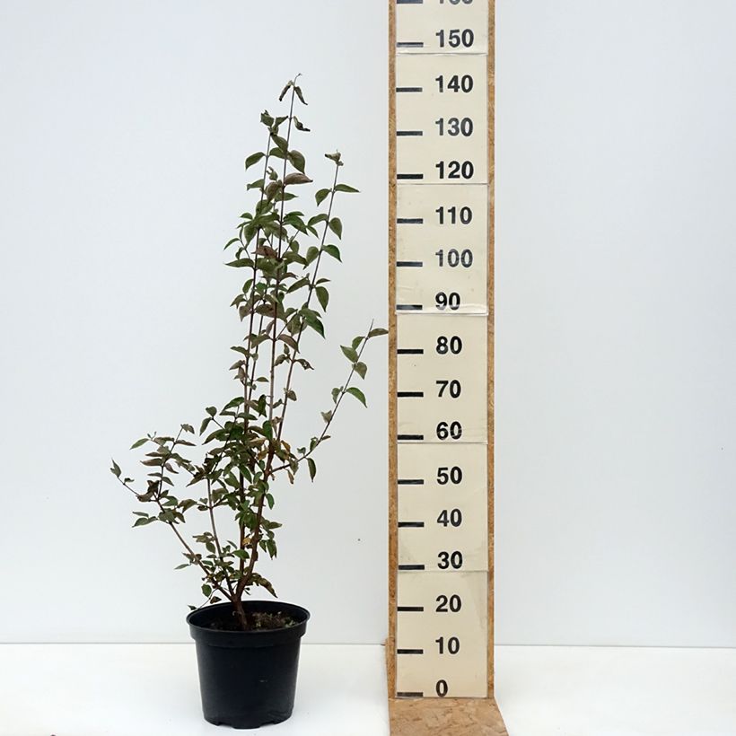 Cornus mas - European Cornel 7.5L/10L pot sample as delivered in autumn