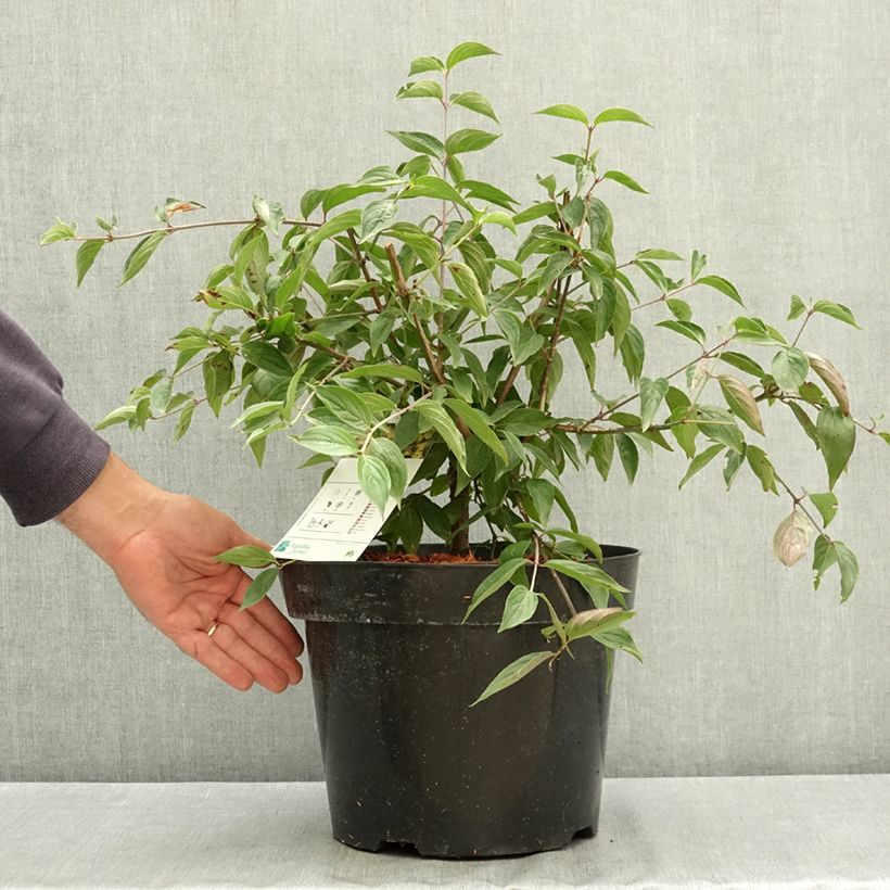 Cornus mas - European Cornel 7.5L/10L pot sample as delivered in summer
