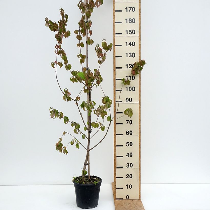 Cornus mas Flava - Cornelian cherry 7.5L/10L pot sample as delivered in summer