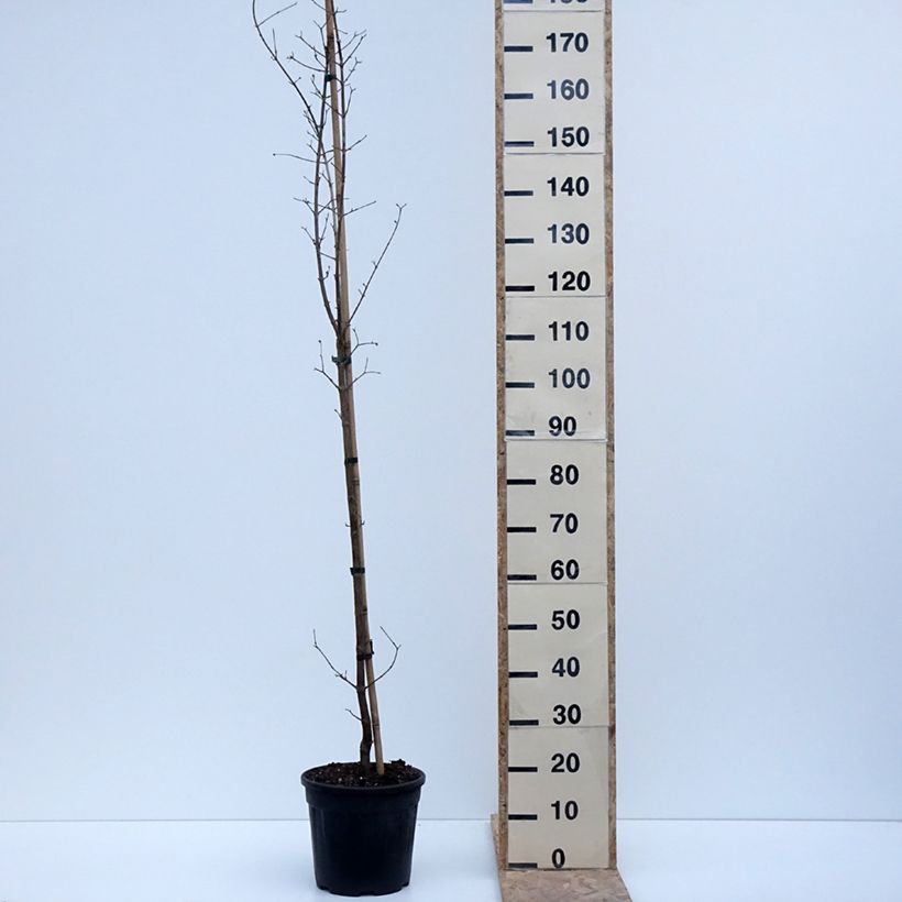 Cornus mas Flava - Cornelian cherry 7.5L/10L pot sample as delivered in winter