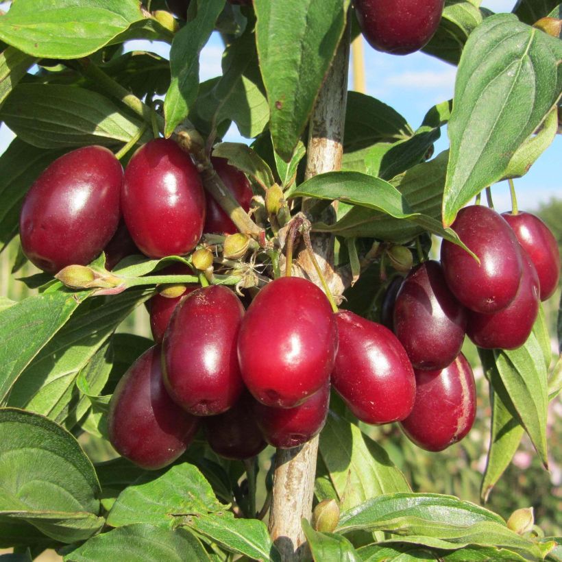 Cornus mas Jolico - European Cornel (Harvest)
