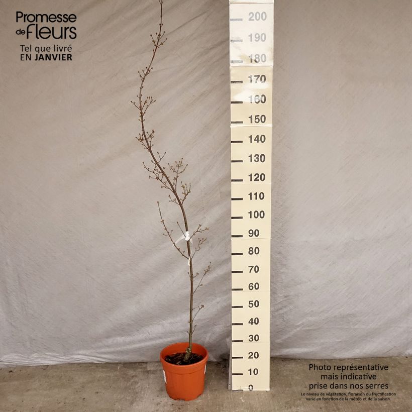 Cornus mas Kasanlak - European Cornel 7.5L/10L pot sample as delivered in winter