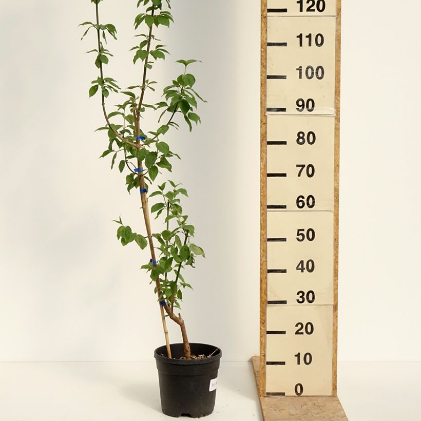 Cornus mas Nikołka - European Cornel 4L/5L pot sample as delivered in spring