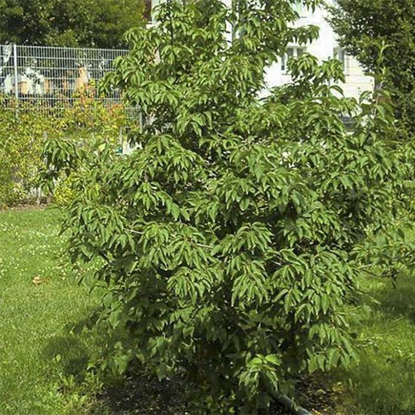 Cornus mas Schönbrunner Gourmet Dirndl - European Cornel (Foliage)