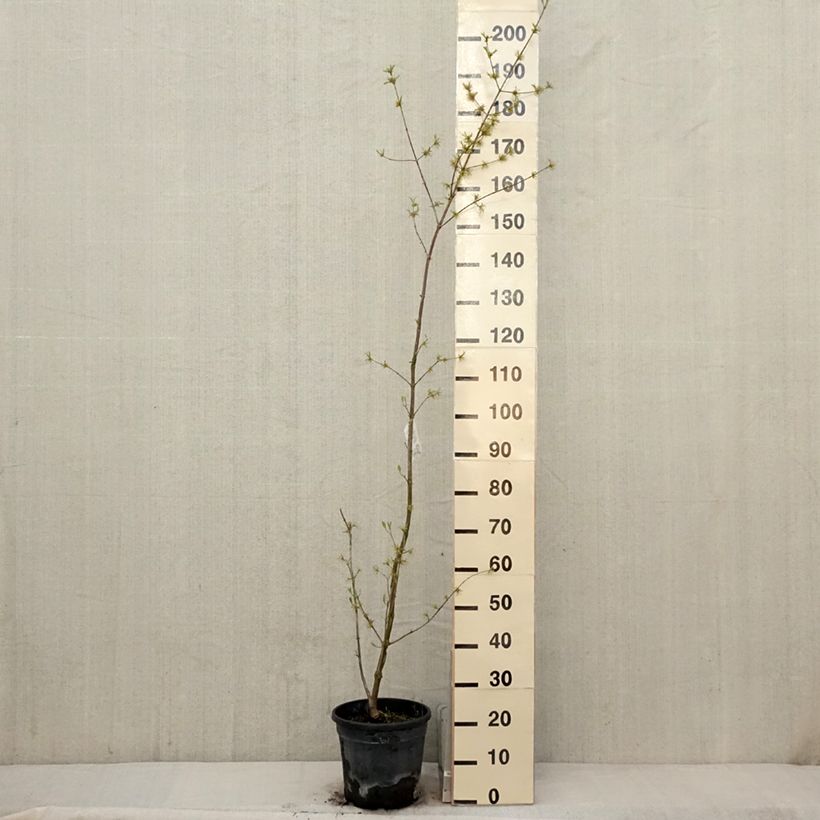 Cornus mas Schönbrunner Gourmet Dirndl - European Cornel 7.5L/10L pot sample as delivered in spring