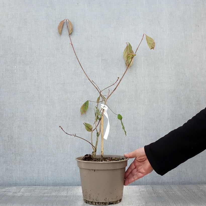Cornus Norman Hadden - Flowering Dogwood 4L/5L pot sample as delivered in autumn