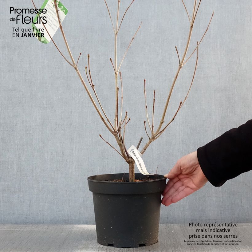 Cornus Norman Hadden - Flowering Dogwood 4L/5L pot sample as delivered in winter