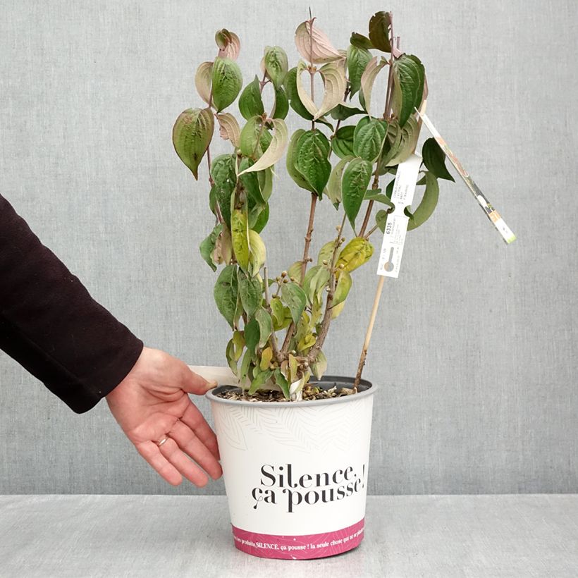 Cornus officinalis - Japanese Cornelian Cherry 4L/5L pot sample as delivered in autumn