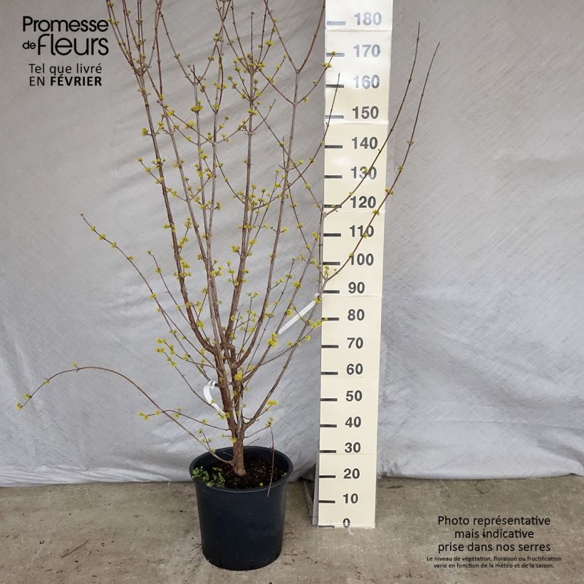 Cornus officinalis Robins Pride - Japanese Cornelian Cherry 20L/25L pot sample as delivered in winter