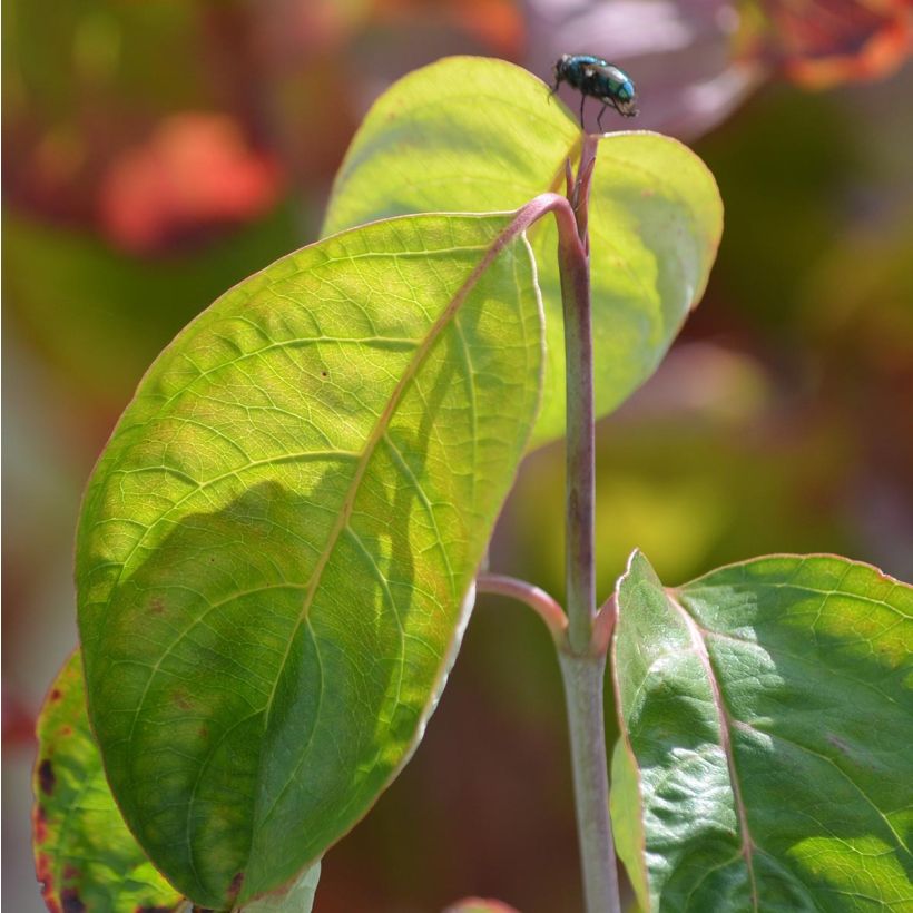 Cornus florida Rubra - Flowering Dogwood (Foliage)