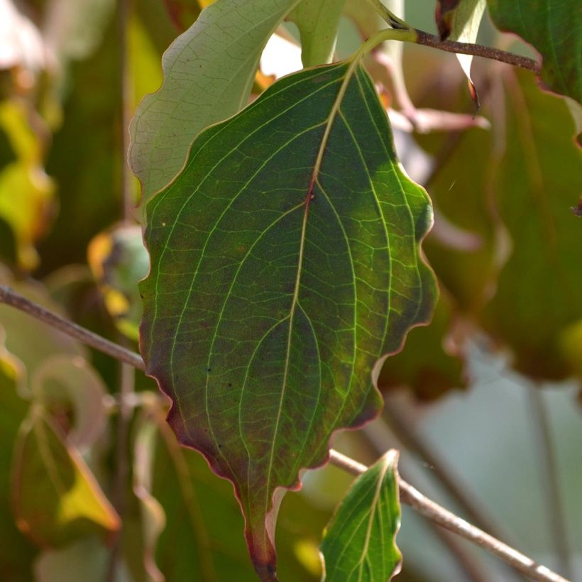 Cornus kousa China Girl - Flowering Dogwood (Foliage)