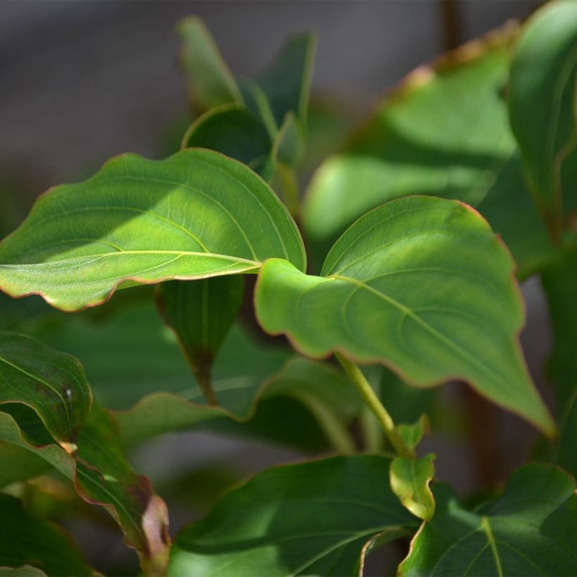 Cornus kousa Milky Way - Flowering Dogwood (Foliage)