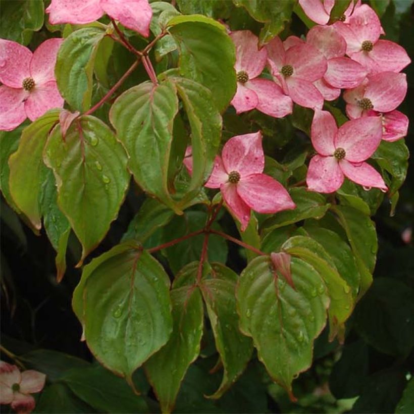 Cornus kousa Satomi - Flowering Dogwood (Foliage)