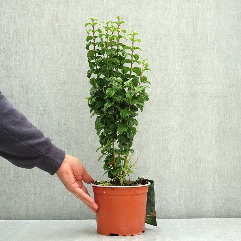 Cornus sanguinea Compressa - Common Dogwood 3L/4L pot sample as delivered in summer