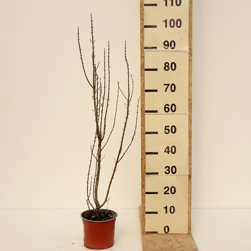 Cornus sanguinea Compressa - Common Dogwood 3L/4L pot sample as delivered in spring