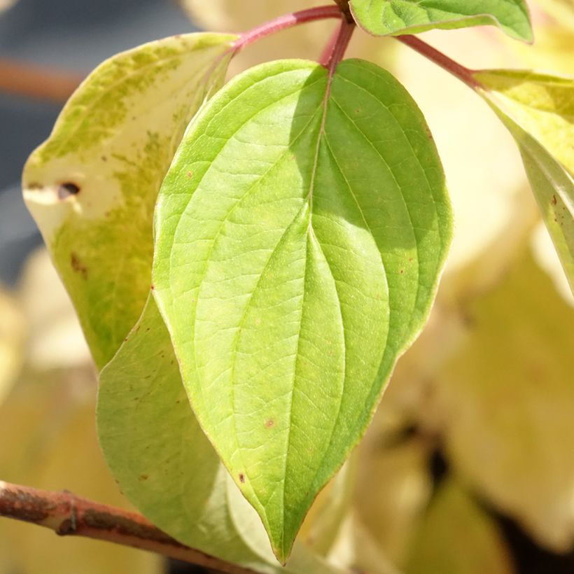 Cornus sanguinea Magic Flame - Common Dogwood (Foliage)