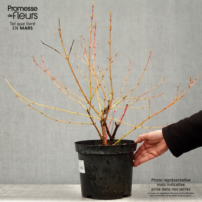 Cornus sanguinea Winter Beauty - Common Dogwood 7.5L/10L pot sample as delivered in spring