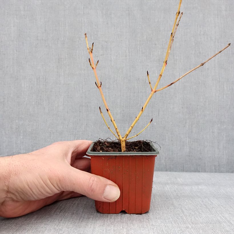 Cornus sanguinea Winter Beauty - Common Dogwood 8/9 cm pot sample as delivered in winter