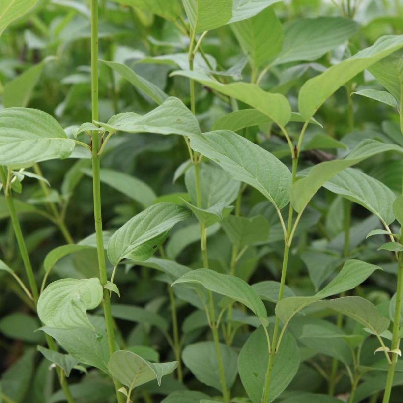 Cornus sericea Budds Yellow - Stoloniferous Dogwood (Foliage)