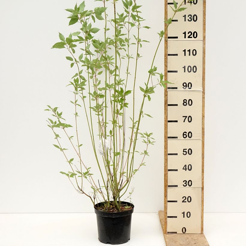 Cornus sericea Cardinal - Stoloniferous Dogwood 7.5L/10L pot sample as delivered in spring