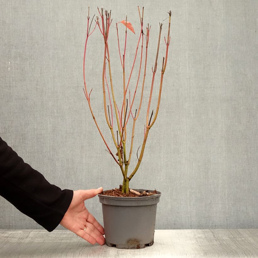 Cornus sericea Cardinal - Stoloniferous Dogwood 2L/3L pot sample as delivered in autumn