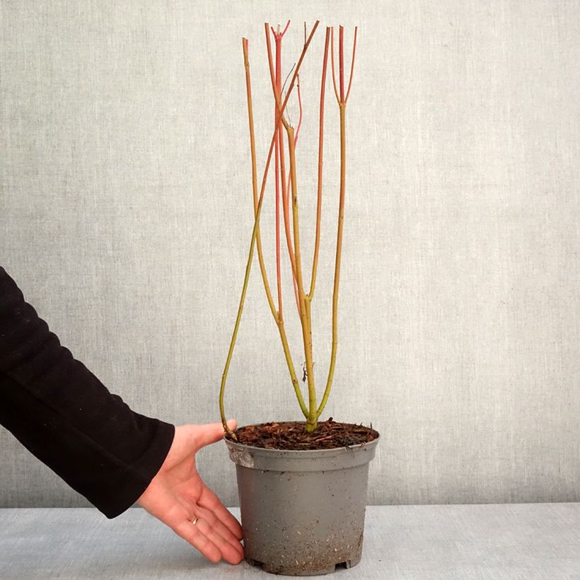Cornus sericea Cardinal - Stoloniferous Dogwood 2L/3L pot sample as delivered in winter
