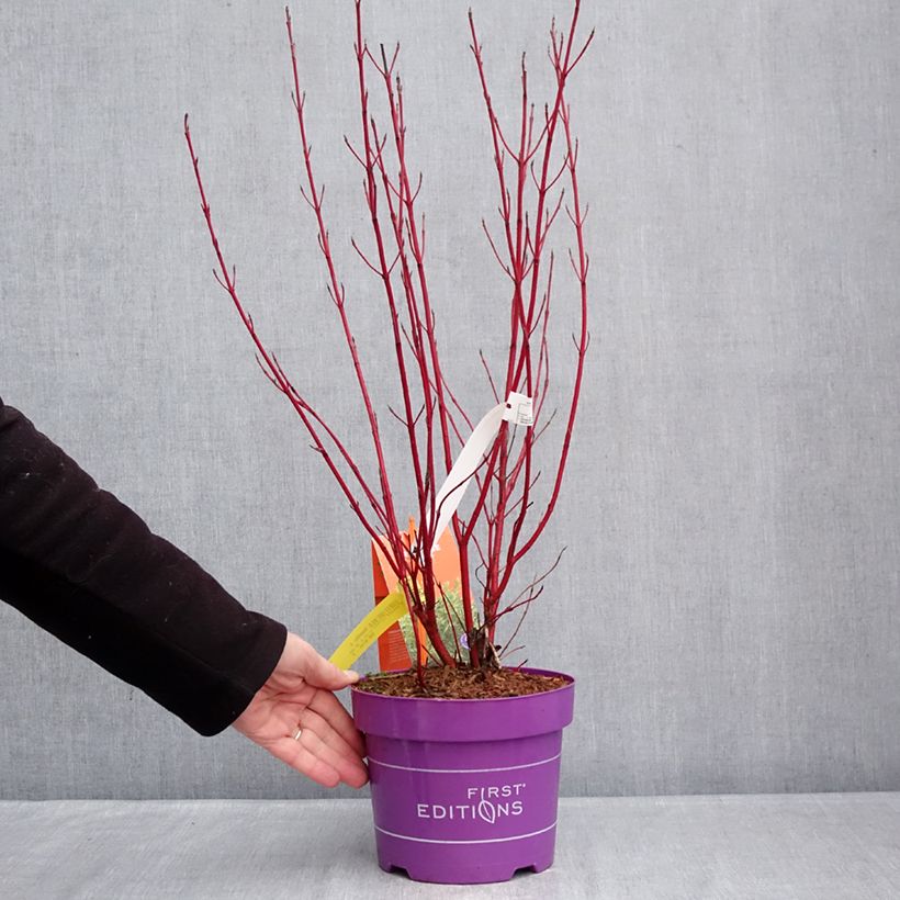 Cornus sericea Firedance - Red osier dogwood 3L/4L pot sample as delivered in winter