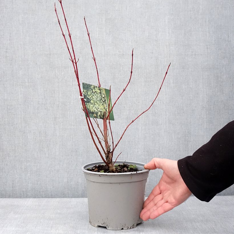 Cornus sericea Hedgerow's Gold - Red osier dogwood 3L/4L pot sample as delivered in winter
