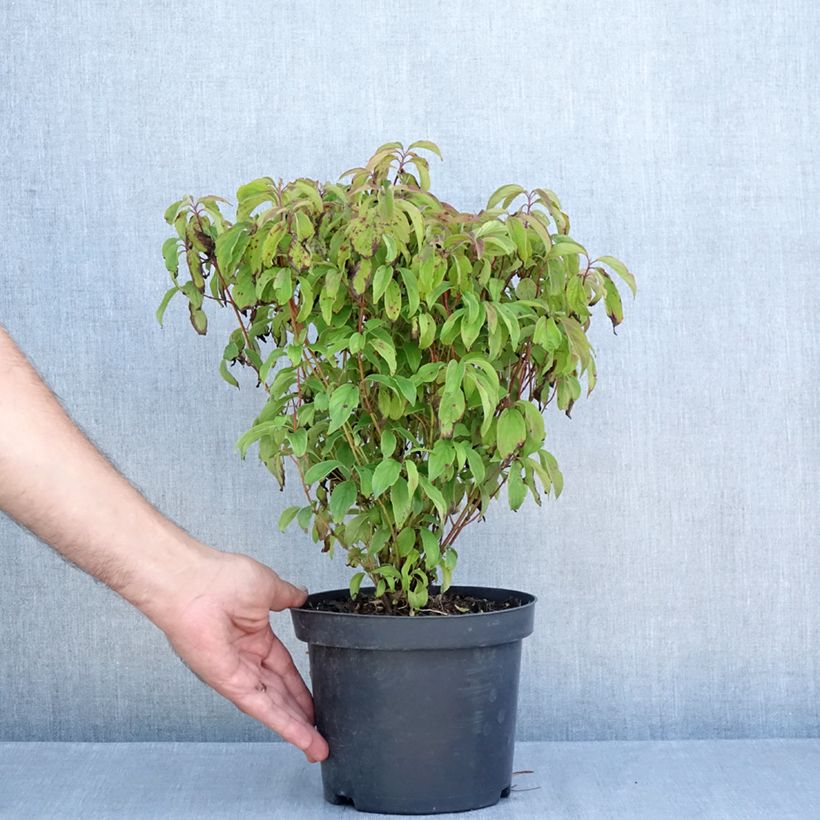 Cornus stolonifera Kelseyi - Stoloniferous Dogwood 3L/4L pot sample as delivered in summer