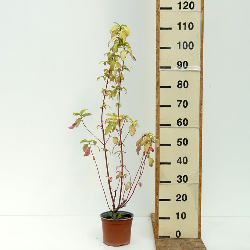 Cornus sericea Sunshine - Red Osier Dogwood 3L/4L pot sample as delivered in summer