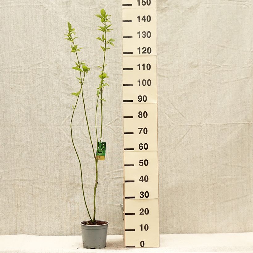 Cornus stolonifera Flaviramea - Stoloniferous Dogwood 3L/4L pot sample as delivered in spring