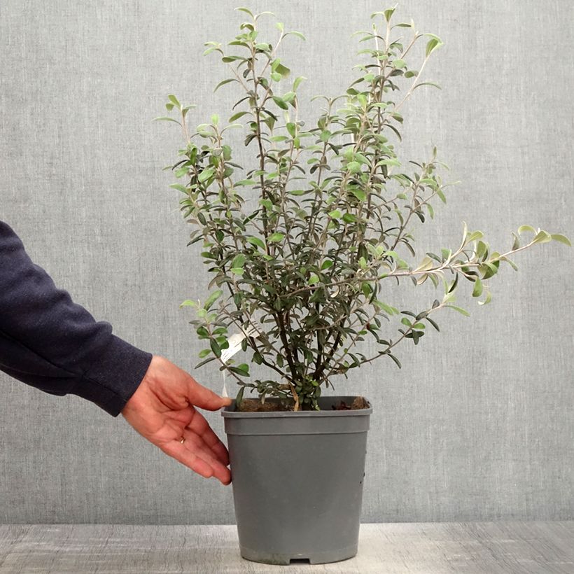 Corokia virgata Frosted chocolate 4L/5L pot sample as delivered in spring