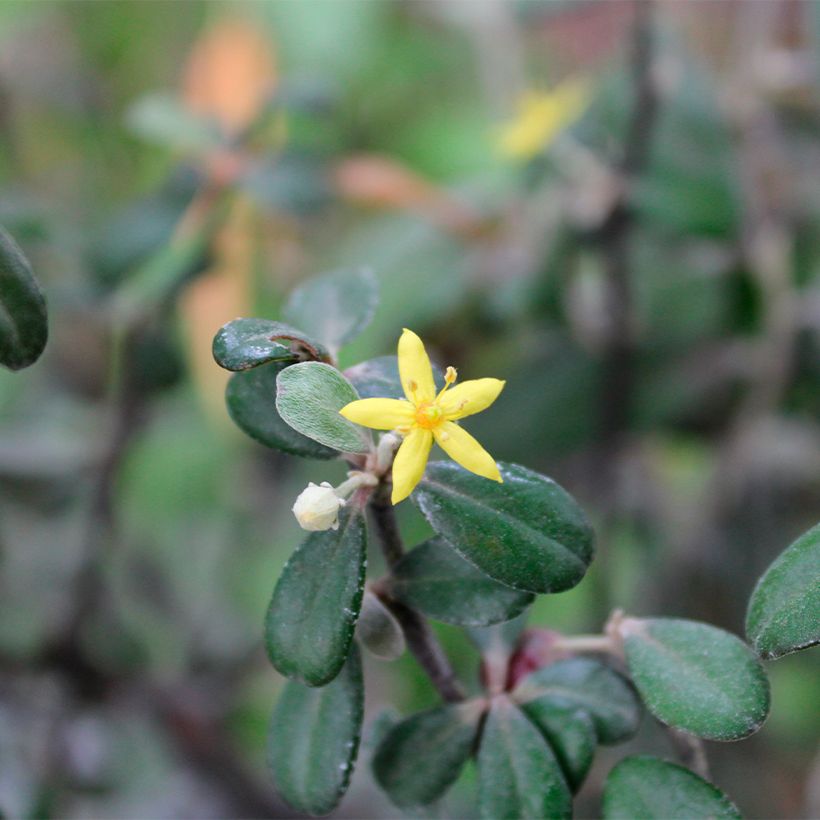 Corokia virgata Frosted chocolate (Flowering)